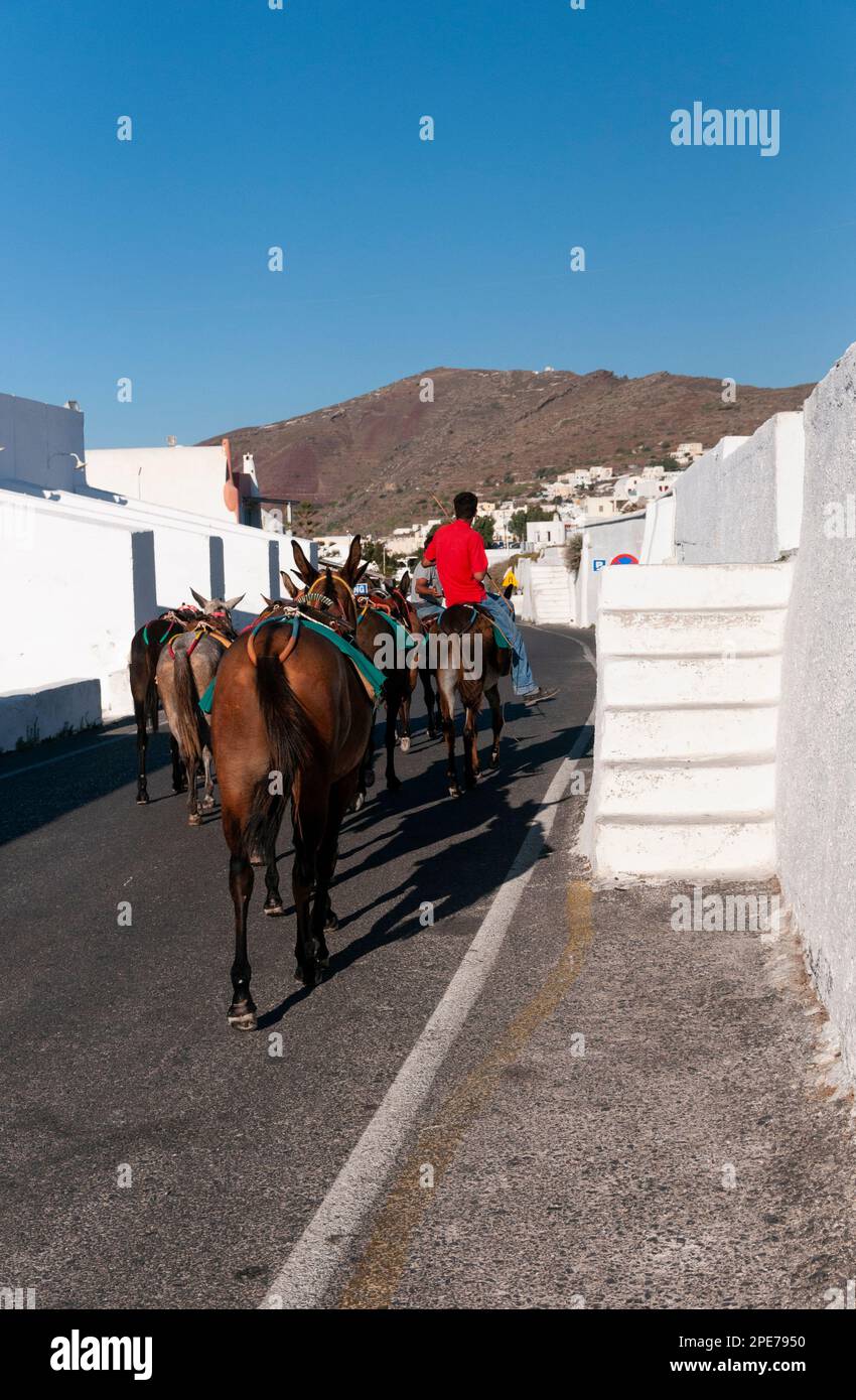 Panoramica di un gruppo di asini di trasporto con il loro proprietario attraverso una strada stretta in Oia Grecia Foto Stock