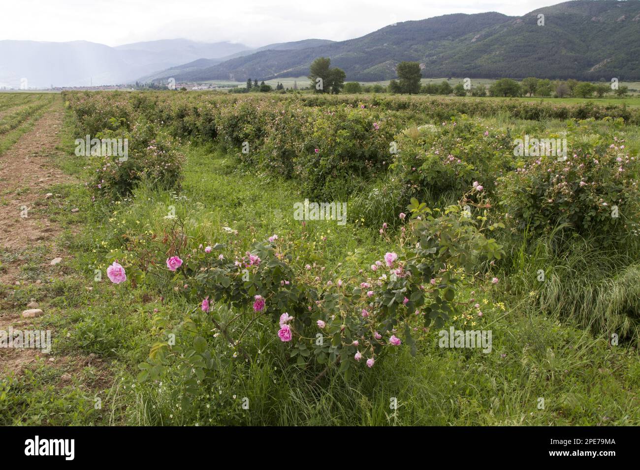 Rosa damasca (rosa x damascena), rosa damasca, coltivazione di rose nella Valle delle rose Bulgaria. L'olio di rosa è usato nell'industria della profumeria Foto Stock