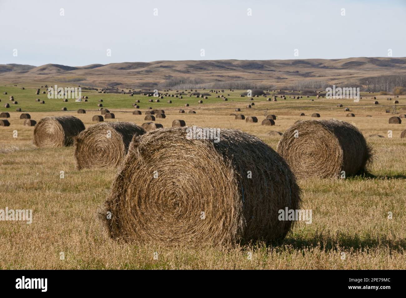 Balle rotonde di fieno sulla prateria, Saskatchewan meridionale, Canada Foto Stock