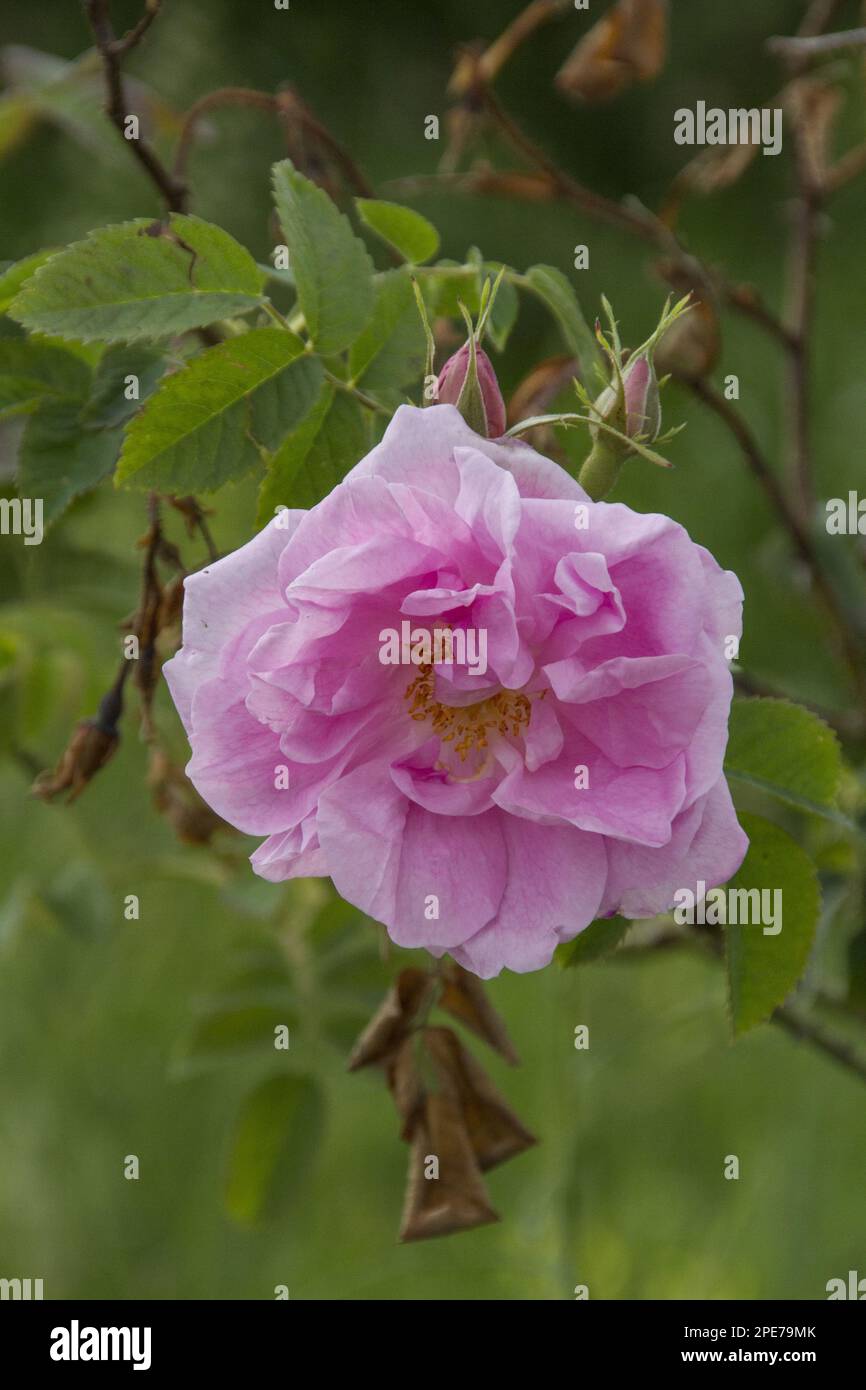 Chiusura della Rosa Damascena (Rosa damascena), utilizzata per produrre olio di Rosa per l'industria della profumeria Foto Stock