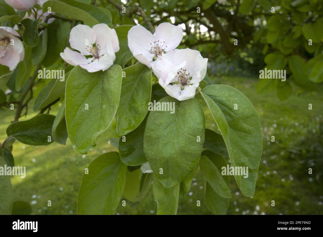 Fiore e foglia di cotogna (Cydonia oblonga) Foto Stock