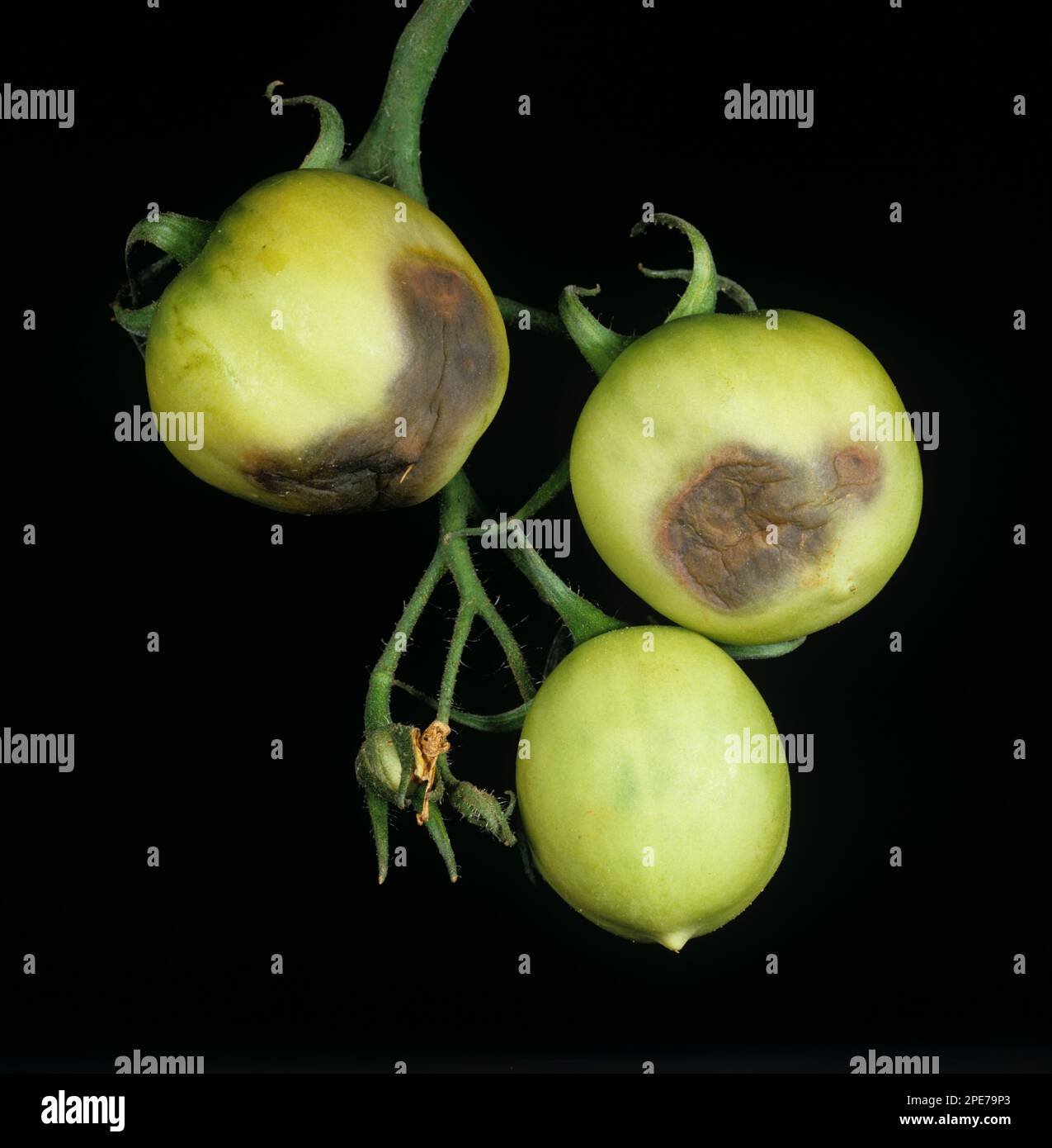 Late Blight, Phytophthora infestans, lesioni su frutti di pomodoro verde, Thailandia Foto Stock