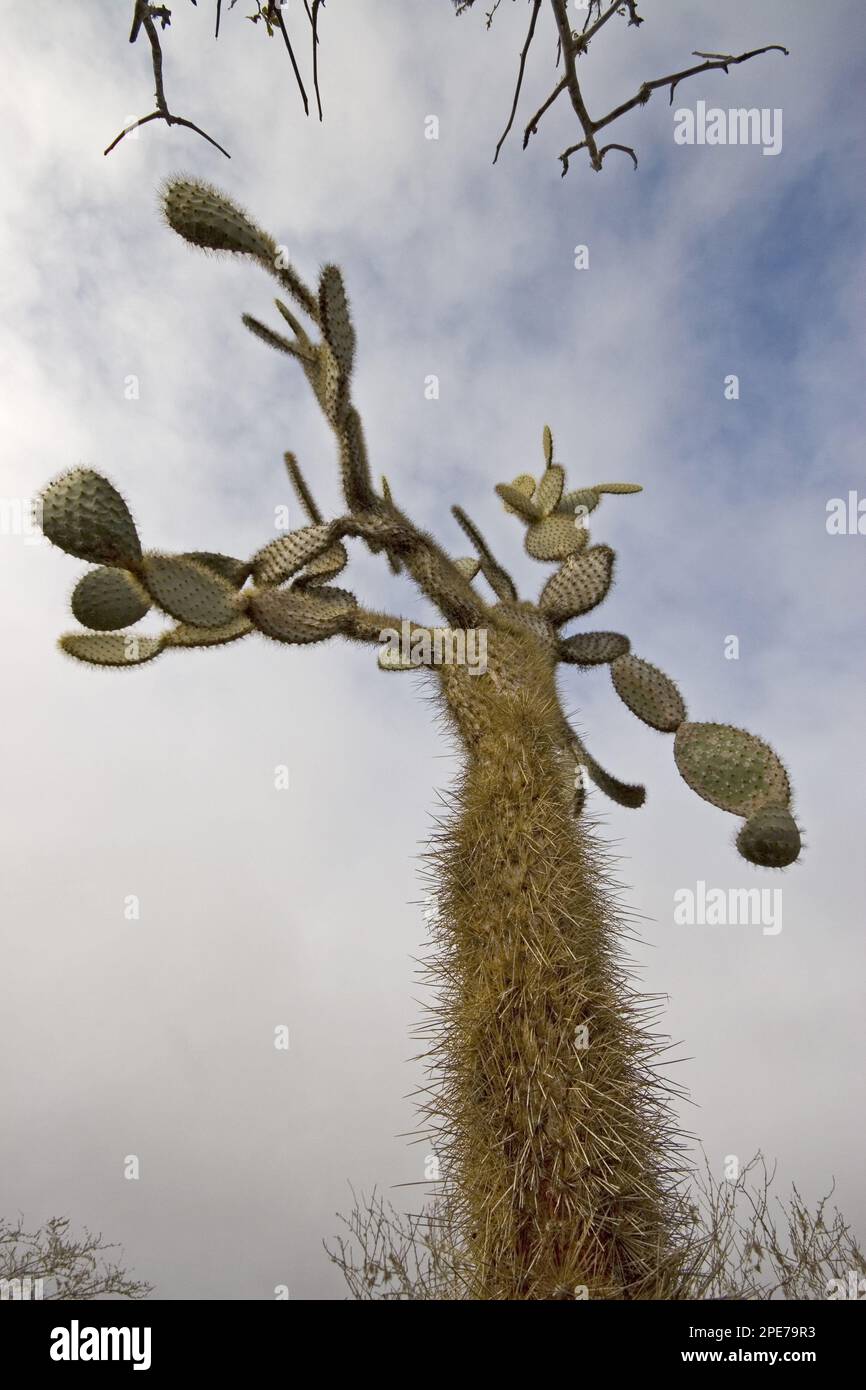 Nopale gigante (Opuntia), il tronco è protetto da molte spine, Santa Fe Island, Galapagos echios barringtonensis Foto Stock
