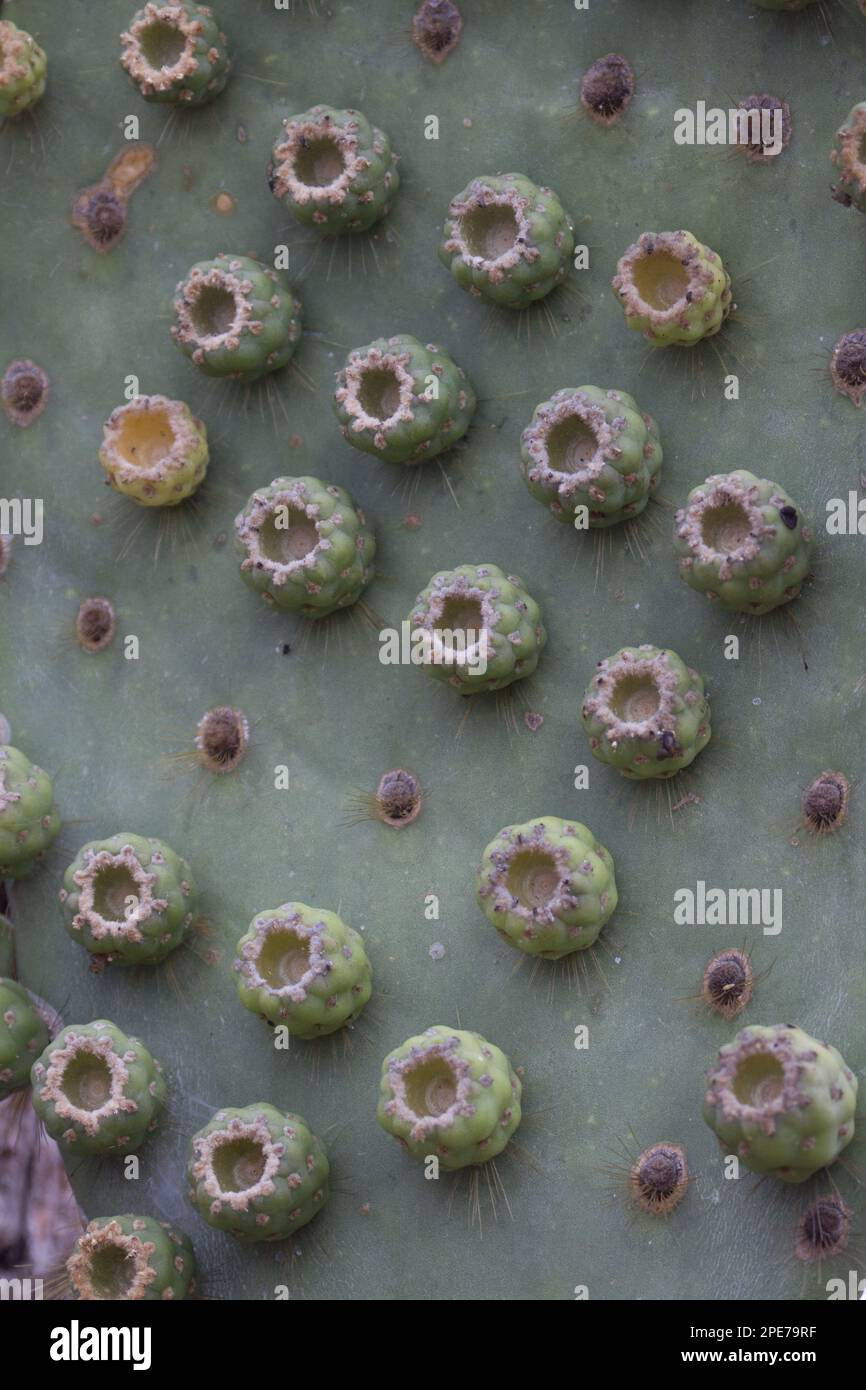 (Opuntia galapageia) var profusa, che si trova sull'isola di Rabida, Galapagos Foto Stock