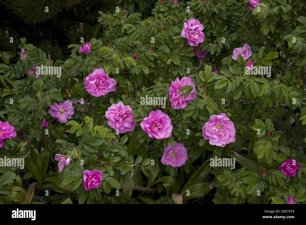 Rosa giapponese (Rosa rugosa) Foto Stock