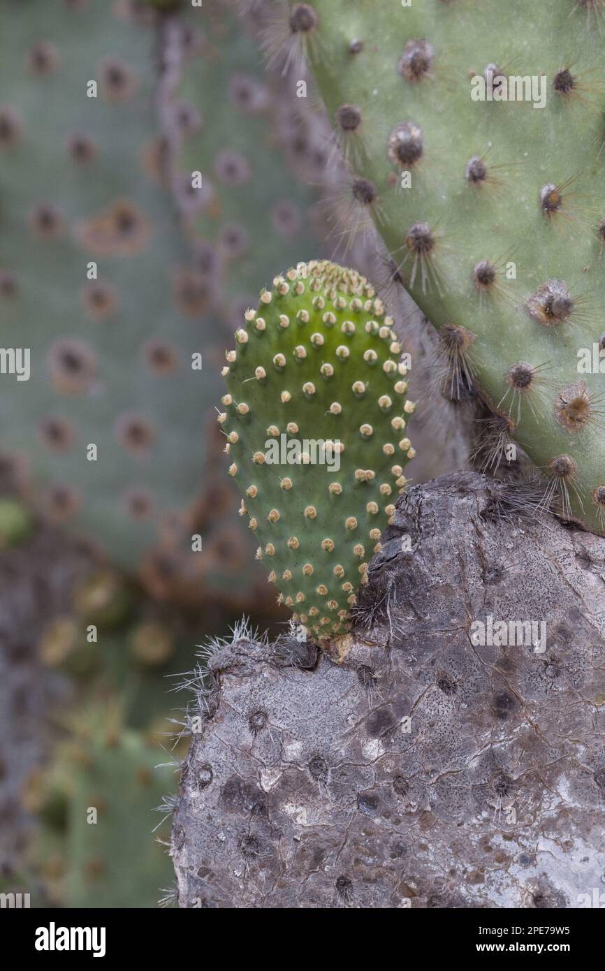 (Opuntia galapageia) var profusa, che si trova sull'isola di Rabida, le spine sono le foglie e le pastiglie sono il gambo, Galapagos Foto Stock
