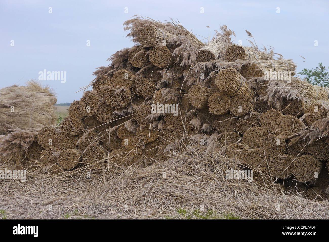 Taglio di canne, fasci di canne tagliate per lo sminuzzamento in reed bed costiero, Jutland, Danimarca Foto Stock