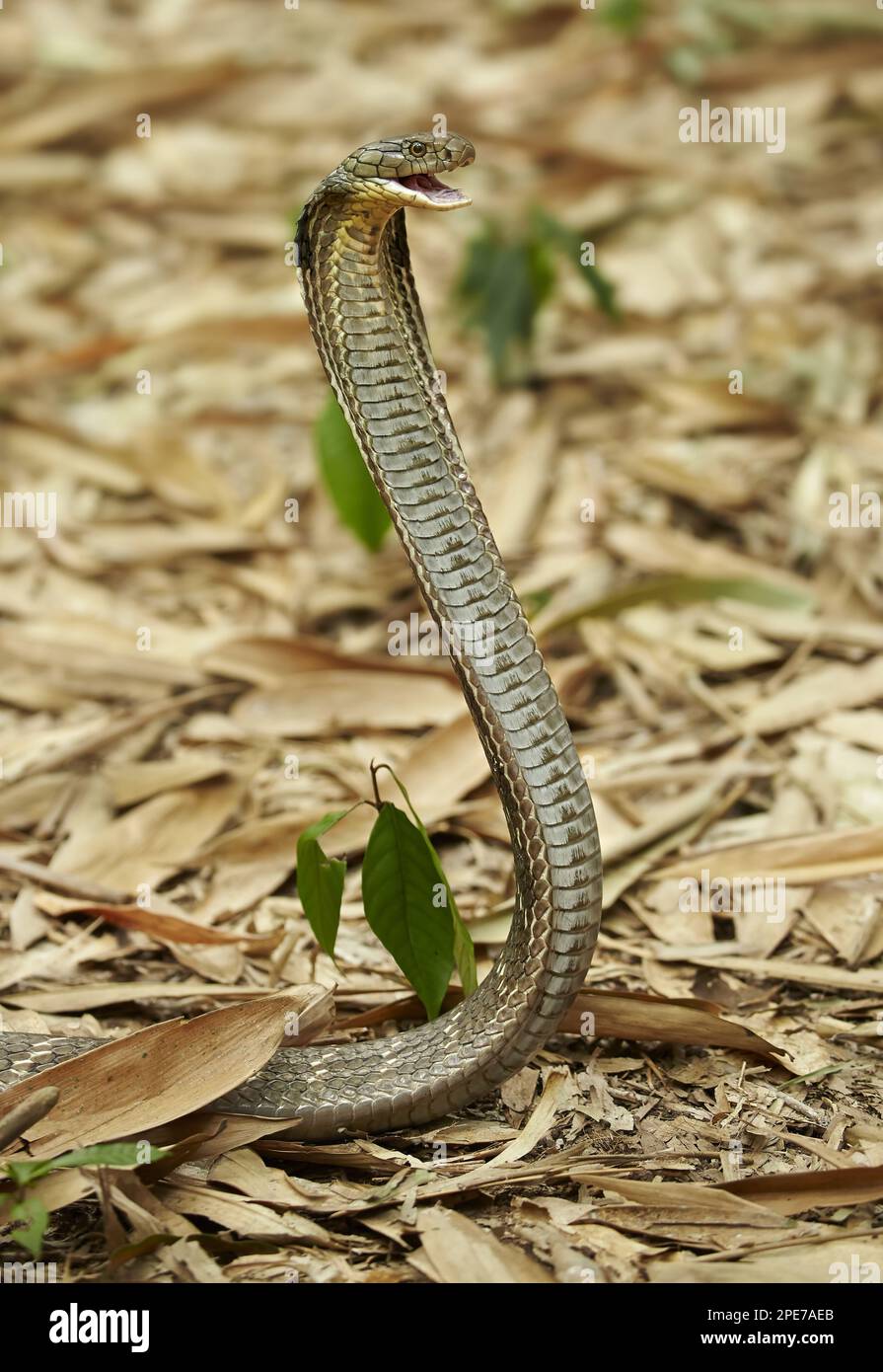 Re cobra (Ofiophagus hannah) adulto, allevandosi con la bocca aperta e cappuccio appiattito in una posizione minacciosa, sul terreno di una foresta di bambù Foto Stock