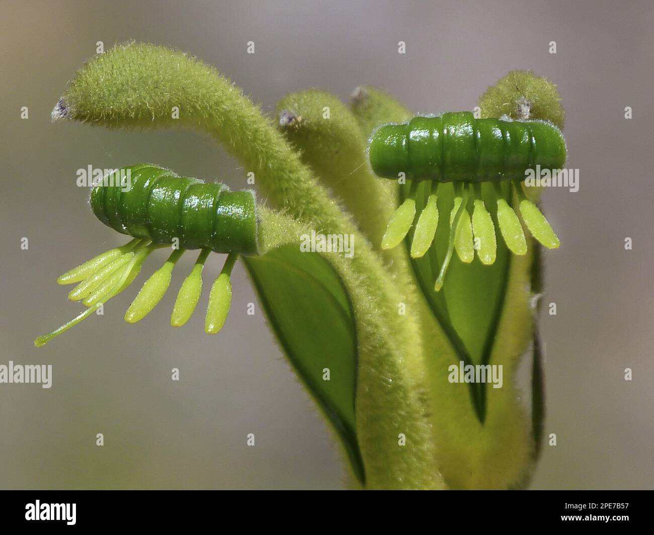 Fiori di canguro, zampe di canguro, fiori di canguro, zampe di canguro, piante di sangue, Green Kangaroo Paw (Anigozanthos viridis) primo piano di Perth Foto Stock