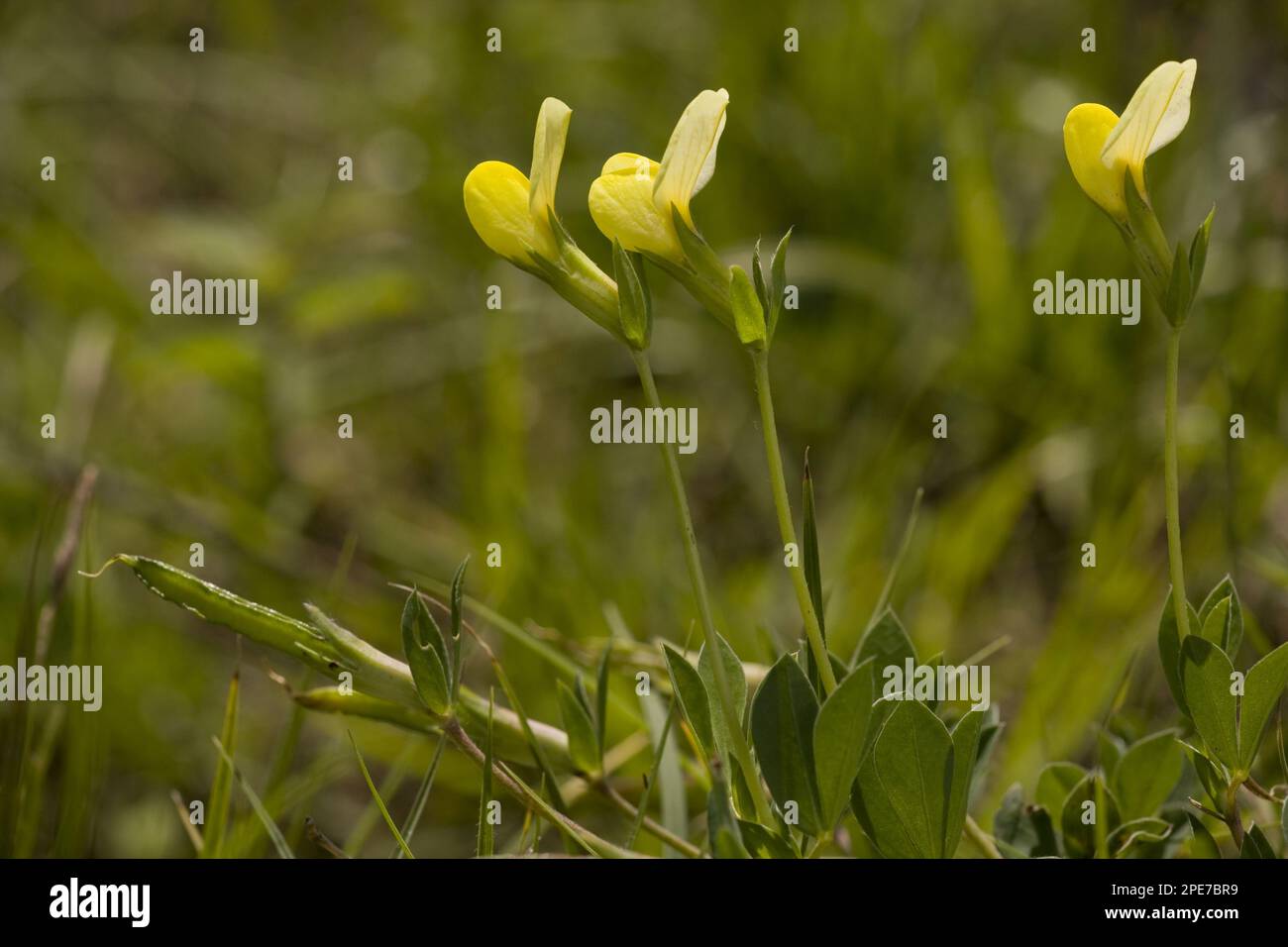 Denti del drago (Tetragonolobus maritimus) in fiore e frutta, Romania Foto Stock