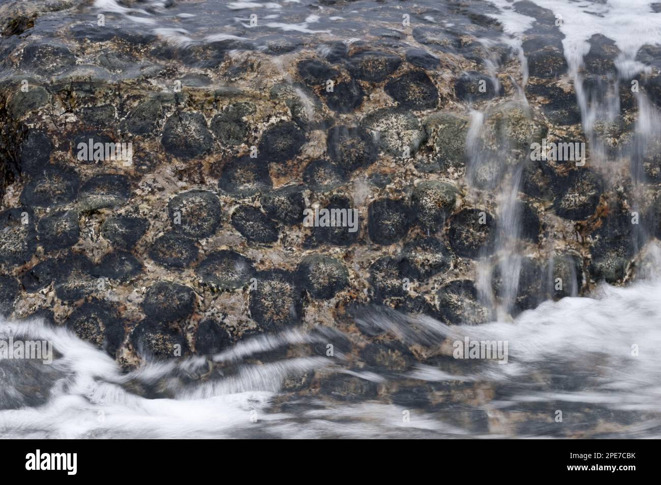 Roccia di granito orbicolare del Granito Orbicular, costa del Pacifico, Santuario de la Naturaleza, Rodillo, regione di Atacama, Cile Foto Stock
