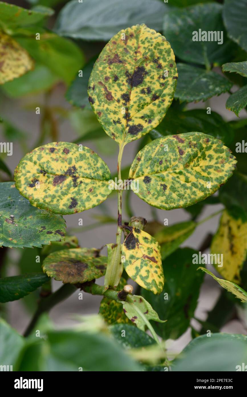 Rosa ruggine, Phragmidium mucoratum, lesioni e clorosi sulla superficie superiore delle foglie di un albero di rosa ornamentale in estate, Berkshire, Inghilterra, Uniti Foto Stock