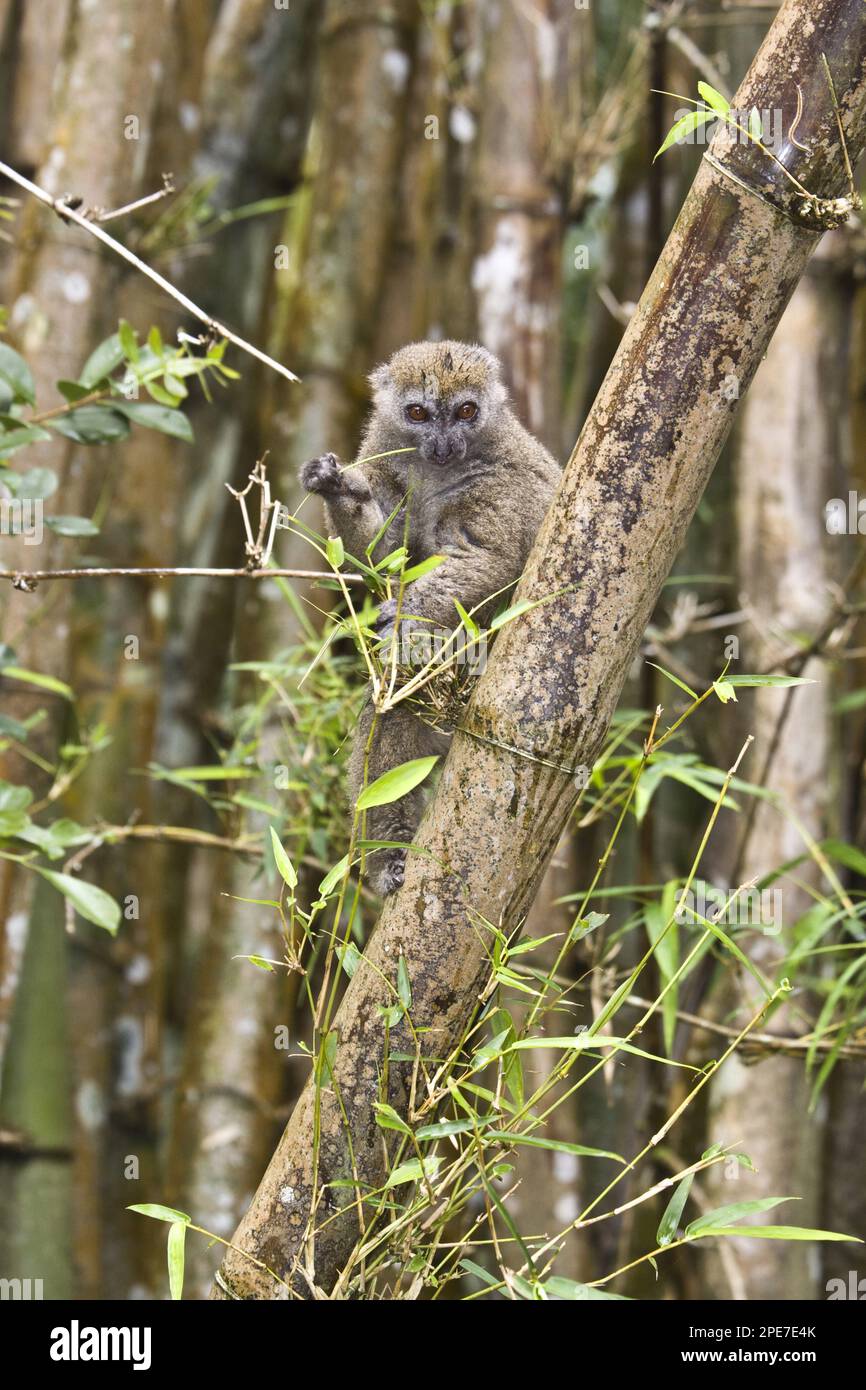 Lemuri di bambù orientali, lemuri di bambù minori orientali (Hapalemur griseus), scimmie, prosimiani, primati, mammiferi, Animali, grigio orientale o meno Foto Stock
