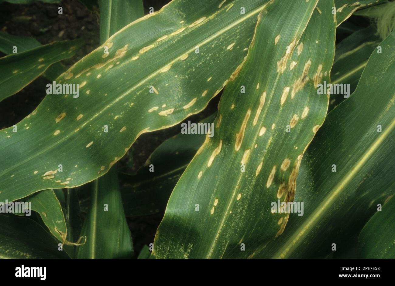 Granoturco (Zea mays), foglie danneggiate dal faro a foglie settentrionali (Exserohilum turcicum), Gisborne, Isola del Nord, Nuova Zelanda Foto Stock