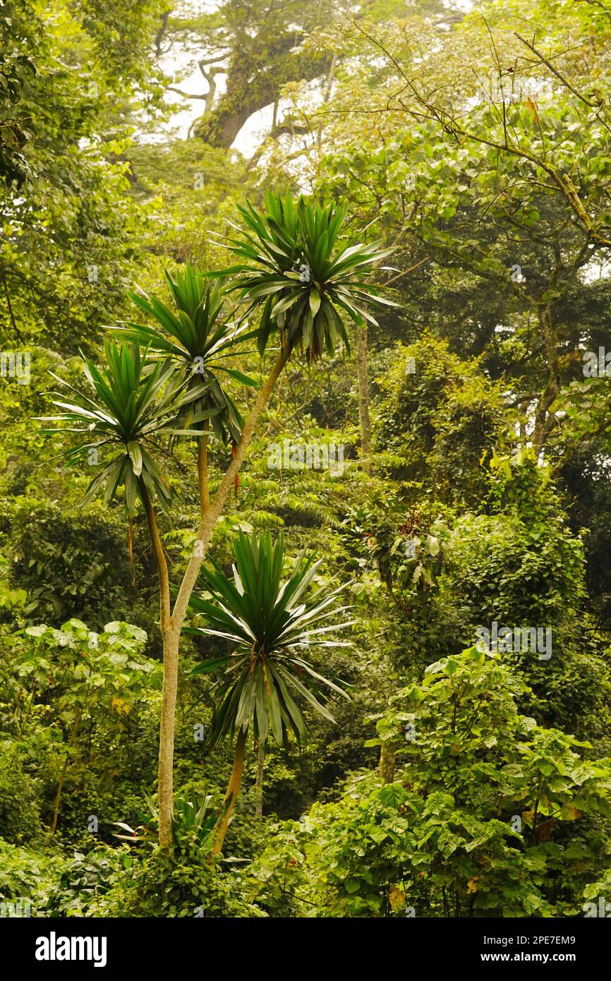 Interno dell'habitat della foresta montana tropicale, Nyungwe Forest N. P. Albertine Rift, Rwanda Foto Stock