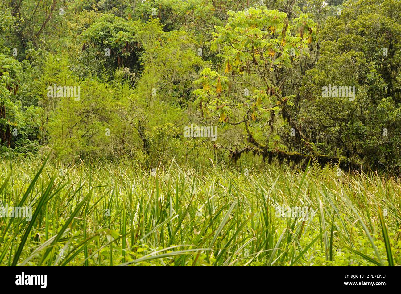 Vista della palude nell'habitat forestale, regione di Kahuzi-Biega N. P. Kivu, Repubblica Democratica del Congo Foto Stock