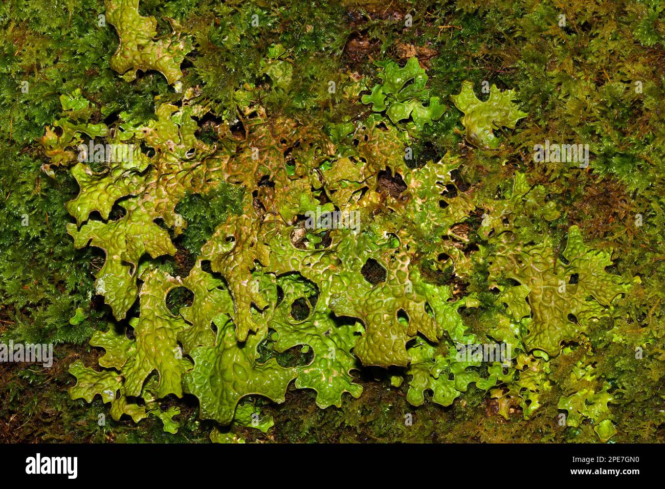 La Lobaria pulmonaria (lungwort dell'albero) è un lichen epifitico che si trova in un bosco antico. Si verifica in Europa, Asia, Nord America e Africa. Foto Stock