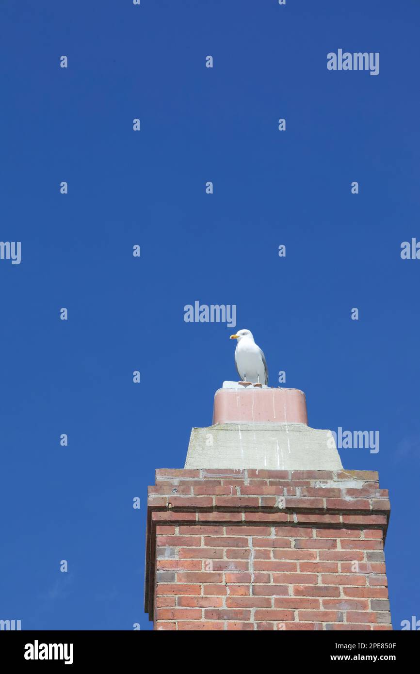 Seagull arroccato sulla cima di rosso, camino di mattoni in una città costiera del Connecticut. Spazio vuoto per la copia. Foto Stock