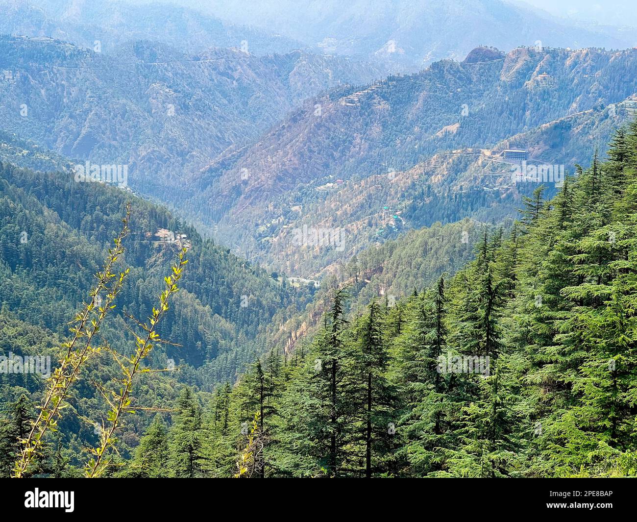 Green Valley, una dale naturale vicino a Shimla coperta da fitte foreste di deodar e pini, circondata dalle verdi colline pedemontane dell'Himalaya. Foto Stock