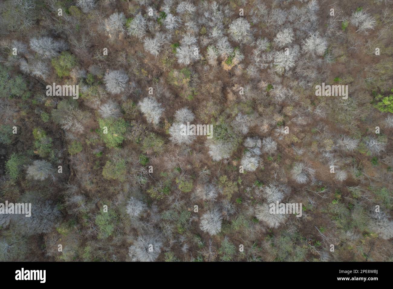 Alberi secchi in foresta aerea vista dall'alto. Tema della stagione calda Foto Stock