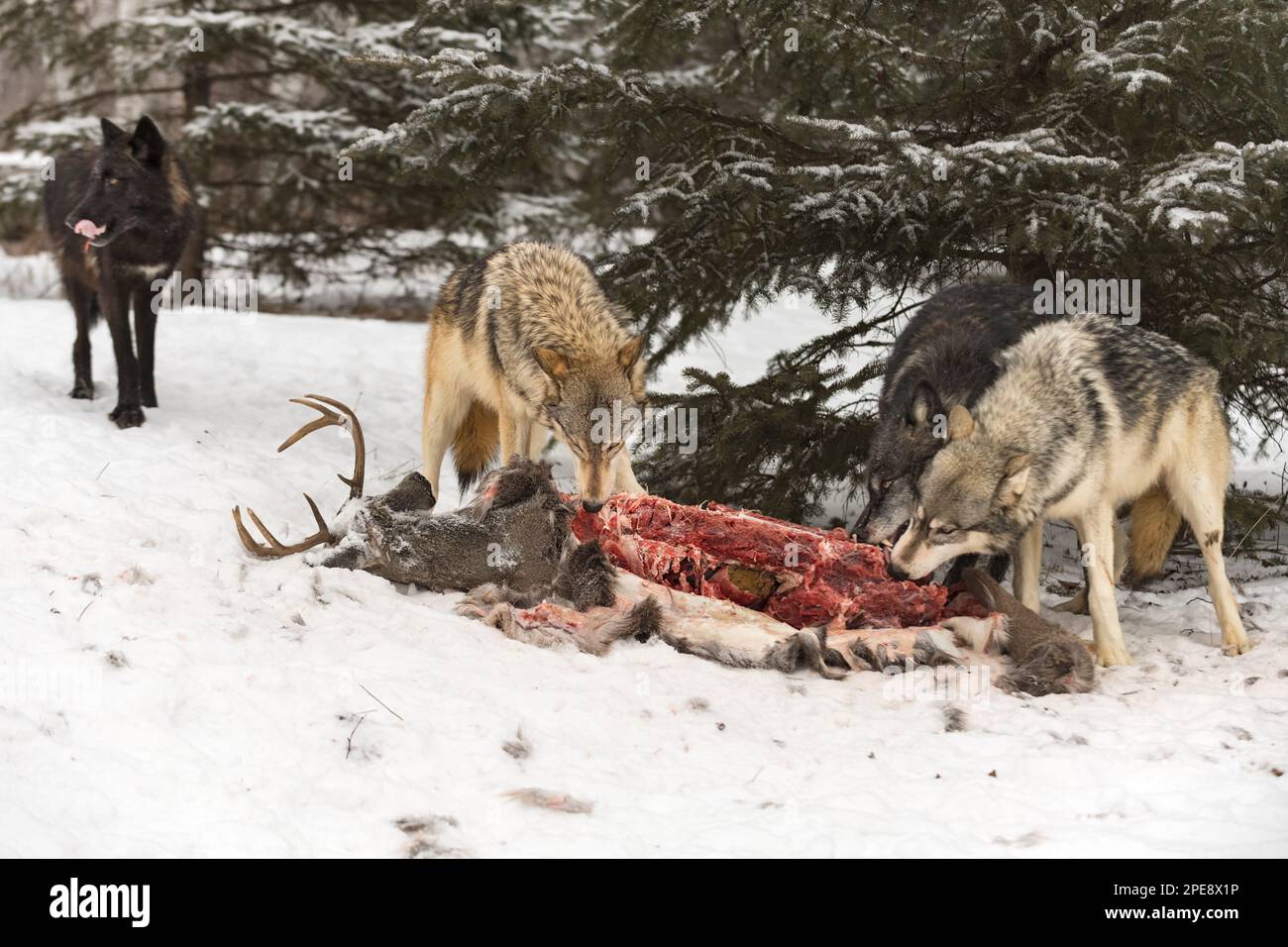 Tre lupi (Canis lupus) al corpo del cervo dalla coda bianca quarto in sfondo Inverno - Animali prigionieri Foto Stock Tre lupi (Canis lupus) al corpo del cervo dalla coda bianca quarto in sfondo Inverno - Animali prigionieri Foto Stock