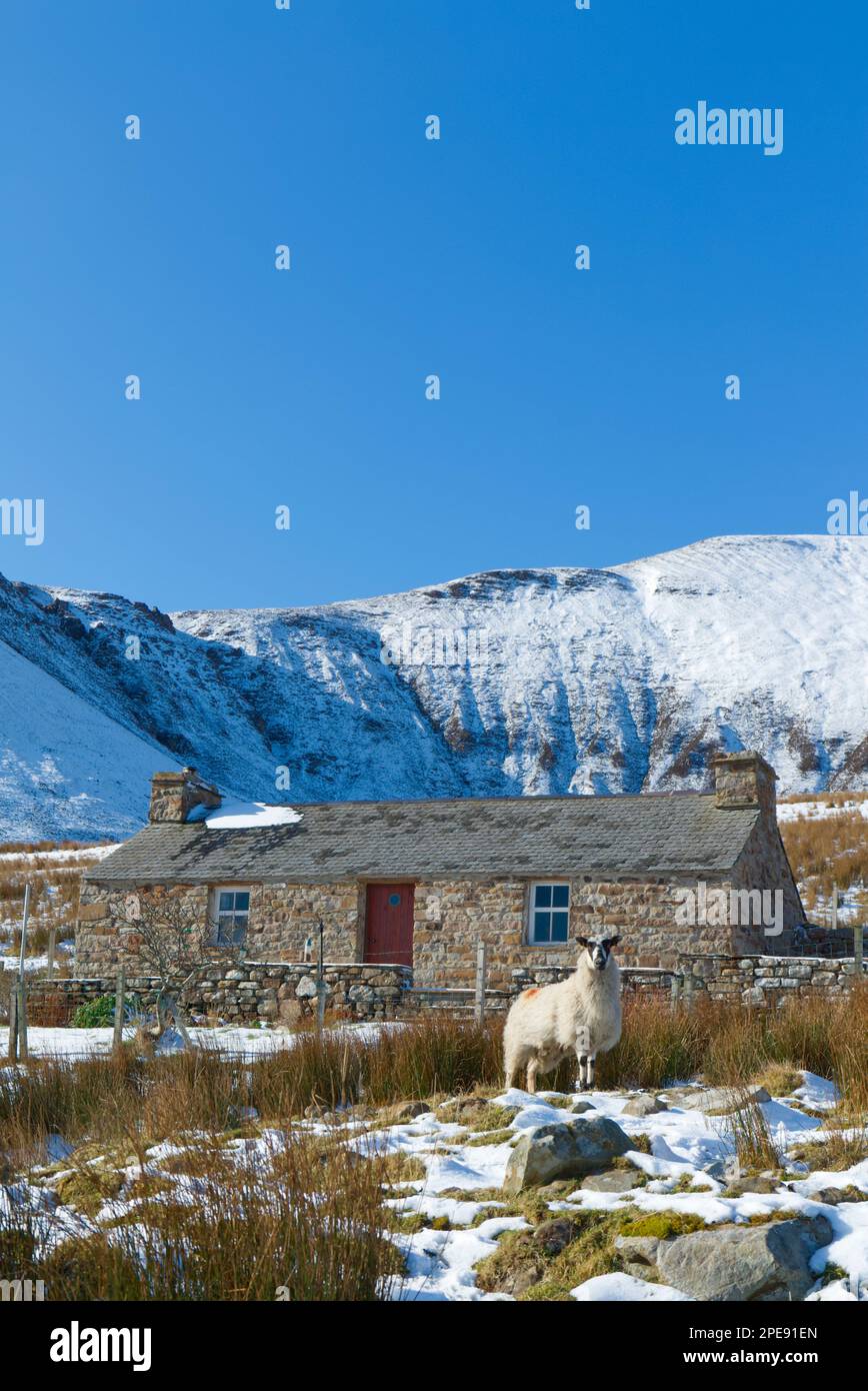 Croft sull'isola di Hoy con pecore in primo piano Foto Stock