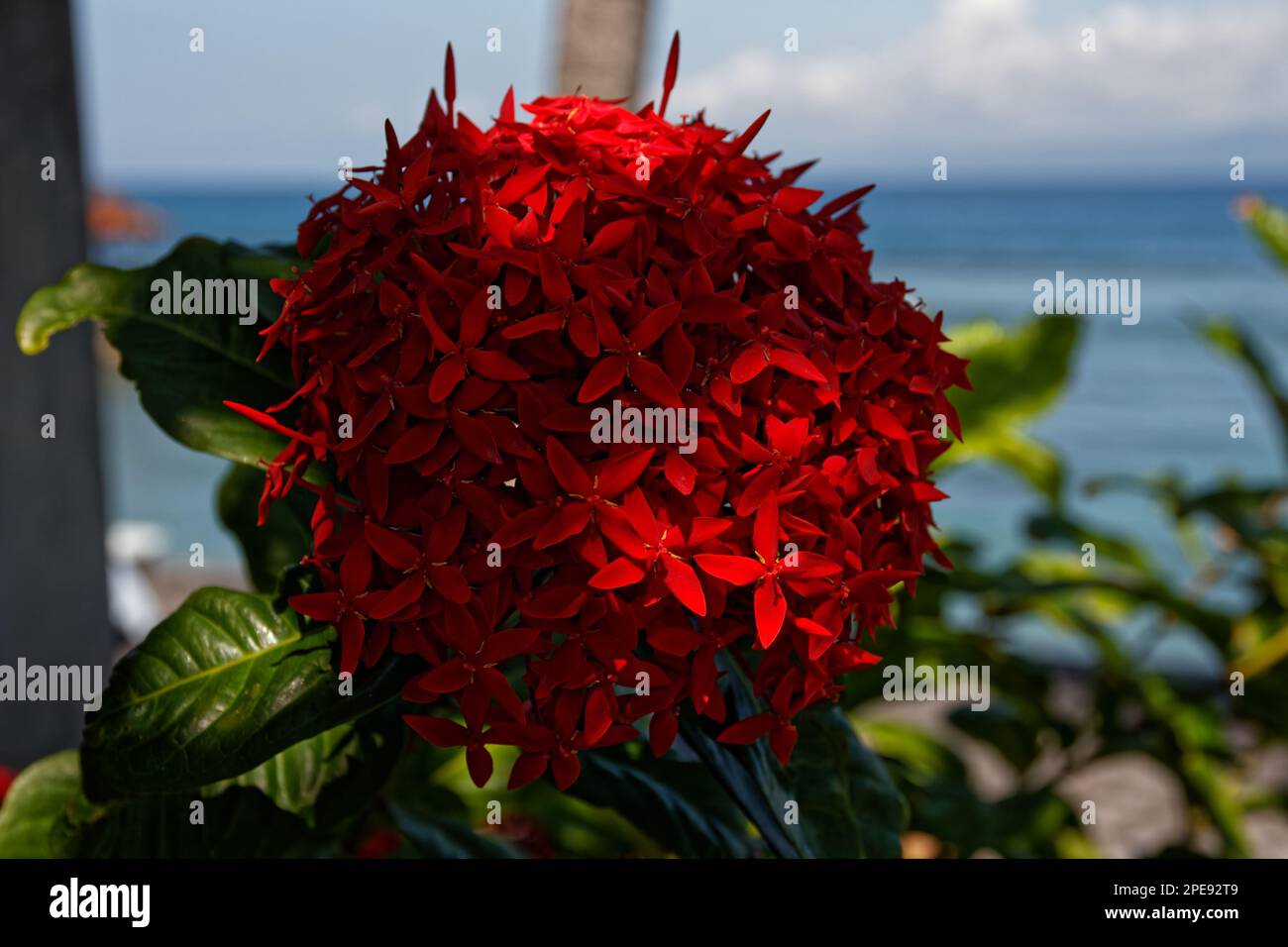 Ixora rosso fiore di coccinea Foto Stock