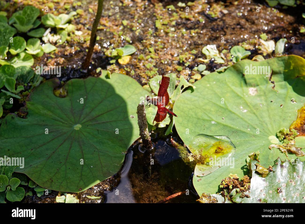 Una libellula rossa al Tirta Gangga Watergarden di Bali, Indonesia Foto Stock