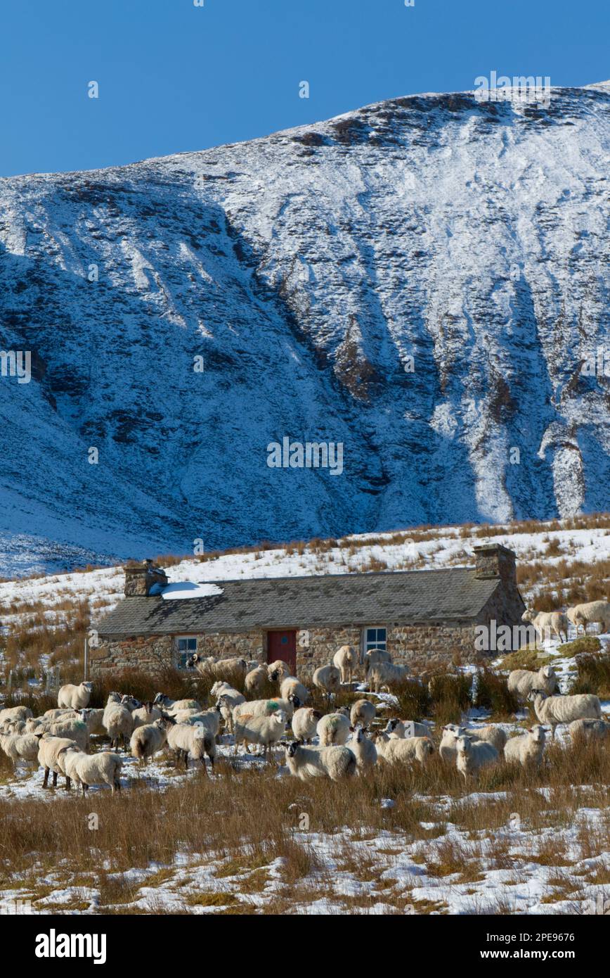 Croft sull'isola di Hoy con pecore in primo piano Foto Stock