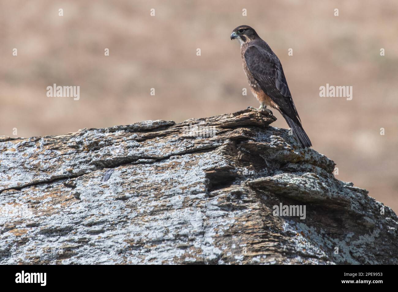 Falco neozelandese, Falco novaeseelandiae, un uccello della specie preda endemica di Aotearoa Nuova Zelanda. Foto Stock