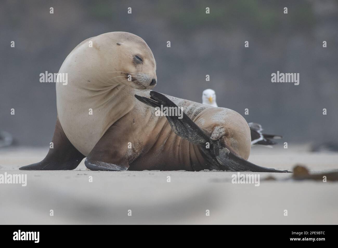 Un leone neozelandese femmina (Phocarctos hookeri) che graffia un prurito proveniente dall'isola meridionale di Aotearoa. Foto Stock