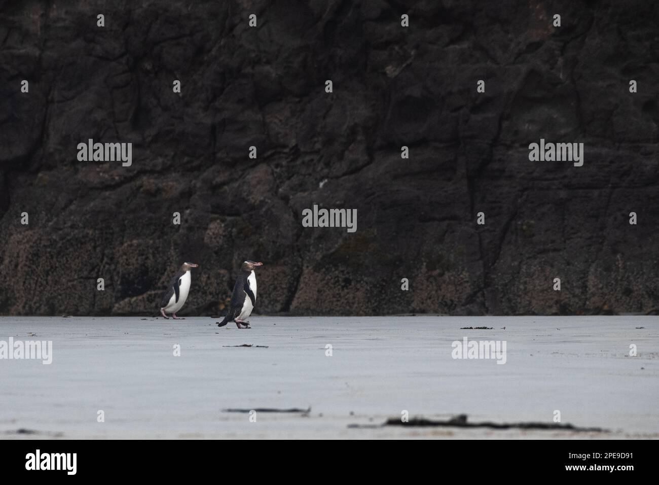 Un paio di pinguini dagli occhi gialli, gli antipodi Megadyptes, che ritornano alla spiaggia nella costa della Nuova Zelanda. Foto Stock