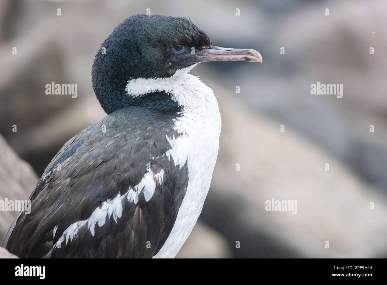 Otago shag (Leucocarbo calconotus) una specie endemica di cormorano che si trova in Aotearoa Nuova Zelanda. Foto Stock