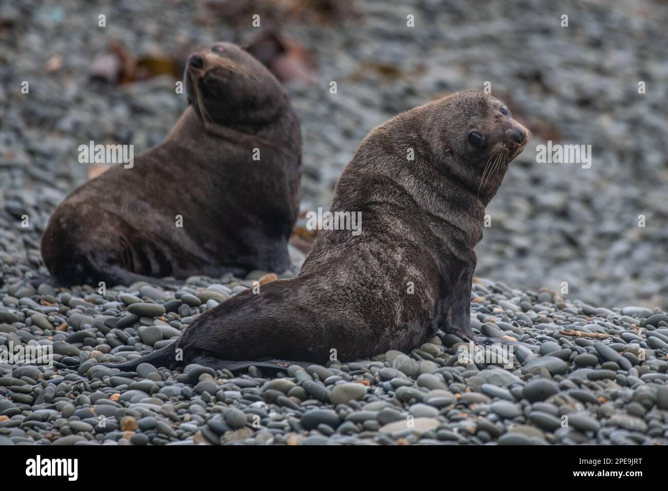 Due foche da pelliccia neozelandesi, Arctocephalus forsteri, sulla spiaggia dell'isola meridionale di Aotearoa, un'ampia specie di foche da pelliccia diffusa. Foto Stock