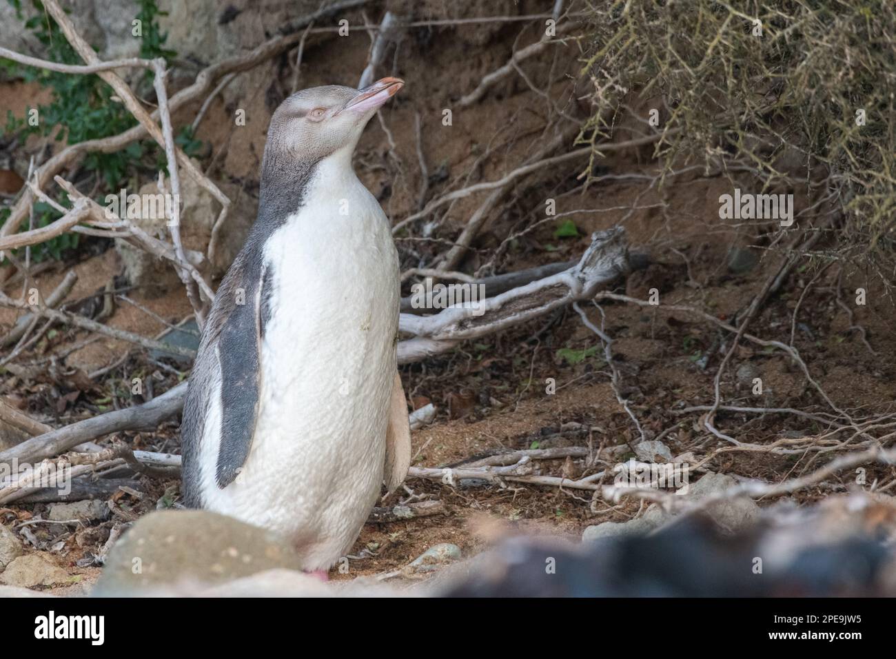 Un pinguino giovanile dagli occhi gialli (antipodi Megadyptes), un uccello endemico in via di estinzione per Aotearoa Nuova Zelanda. Foto Stock