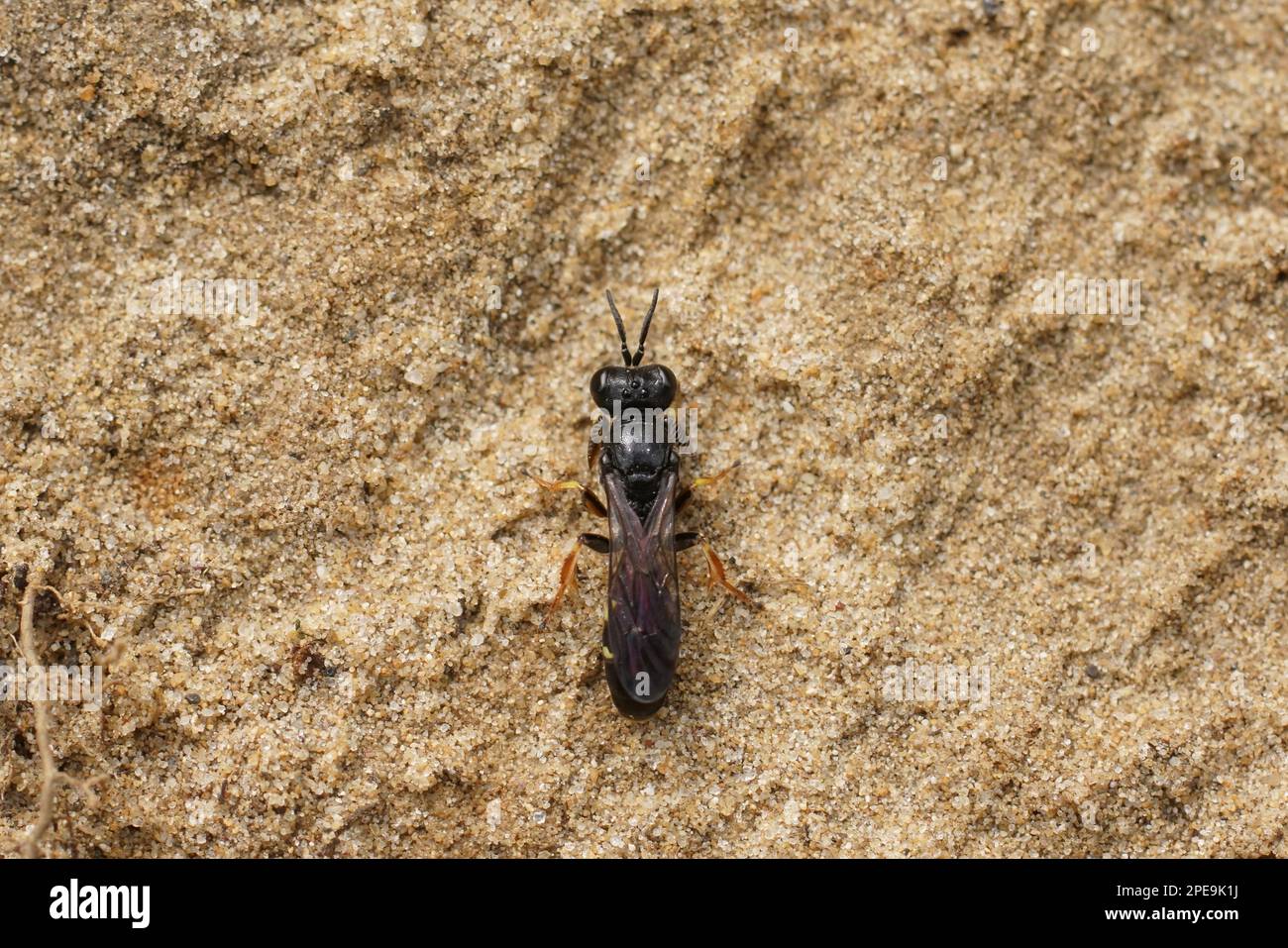 Primo piano dorsale naturale sulla piccola scappata dello scudo, Crabro scutellatus seduto a terra Foto Stock