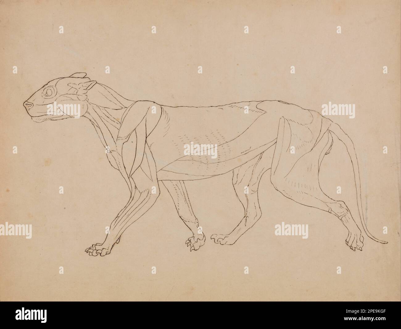 Un'esposizione anatomica comparativa della struttura del corpo umano con quella di una tigre e di una gallina comune: Corpo di tigre, vista laterale (probabilmente fatta come base per una figura chiave) 1795 a 1806 da George Stubbs Foto Stock