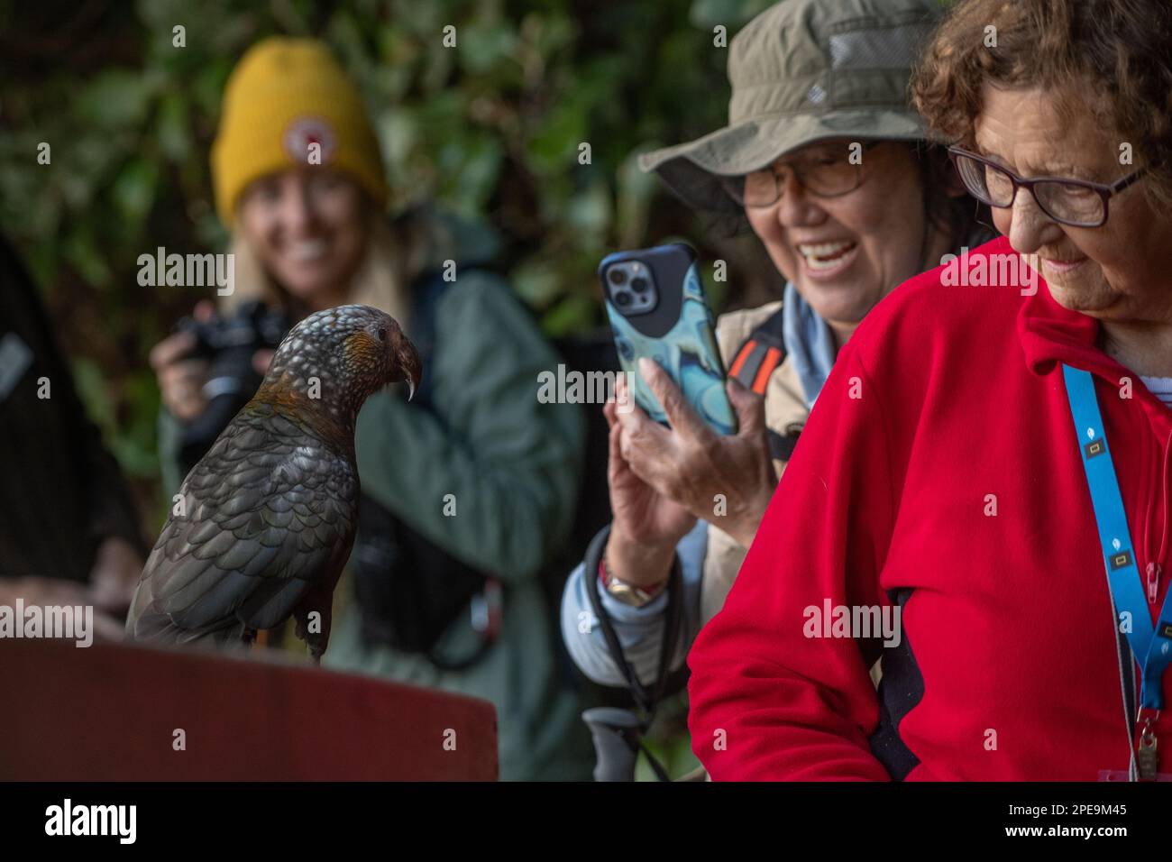 Un pappagallo di kaka (Nestor meridionalis) che interagisce con gli ecoturisti in un tour di birdwatching nell'isola di Stewart, Aotearoa Nuova Zelanda. Foto Stock