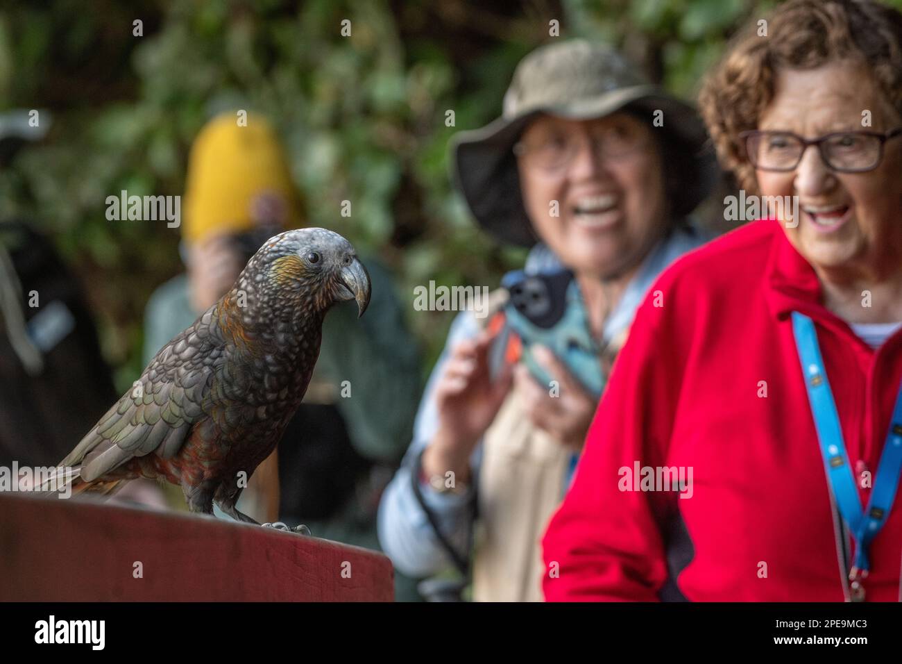 Un pappagallo di kaka (Nestor meridionalis) che interagisce con gli ecoturisti in un tour di birdwatching nell'isola di Stewart, Aotearoa Nuova Zelanda. Foto Stock