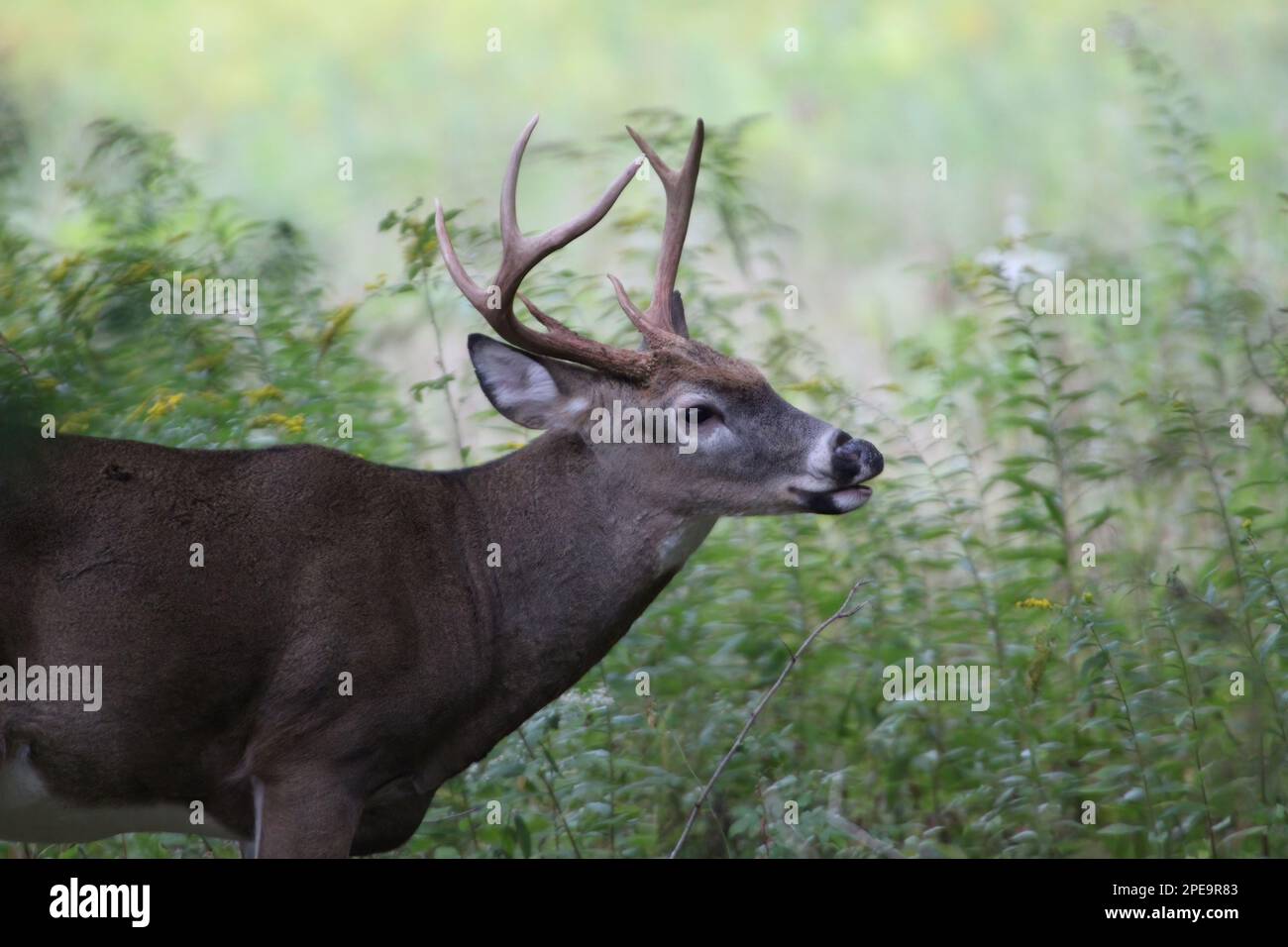 Un capriolo dalla coda bianca con piccole corna si trova di fronte ad alte erbe. Foto Stock