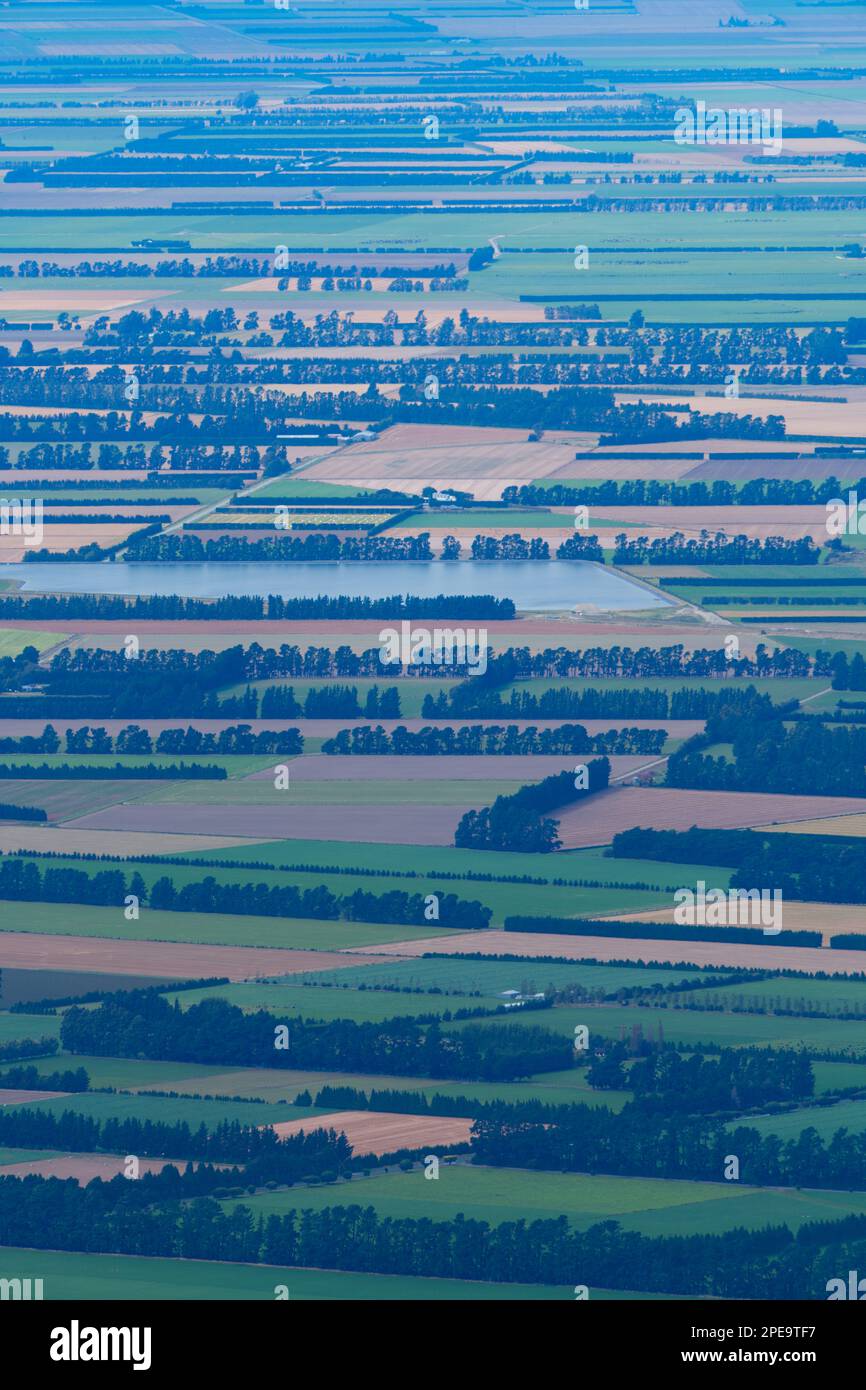 La scena dell'azienda agricola della Nuova Zelanda mostra le cinghie di riparo, le file di siepi e l'allevamento di pecore e latticini in lontananza, l'isola del sud, la Nuova Zelanda. Foto Stock