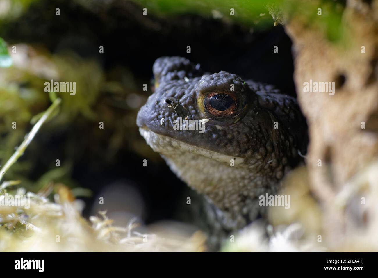 Comune Toad - Bufo bufo nel foro del toad Foto Stock