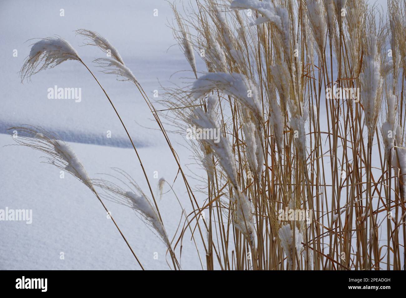 Piante nella neve, New Brunswick, Canada Foto Stock