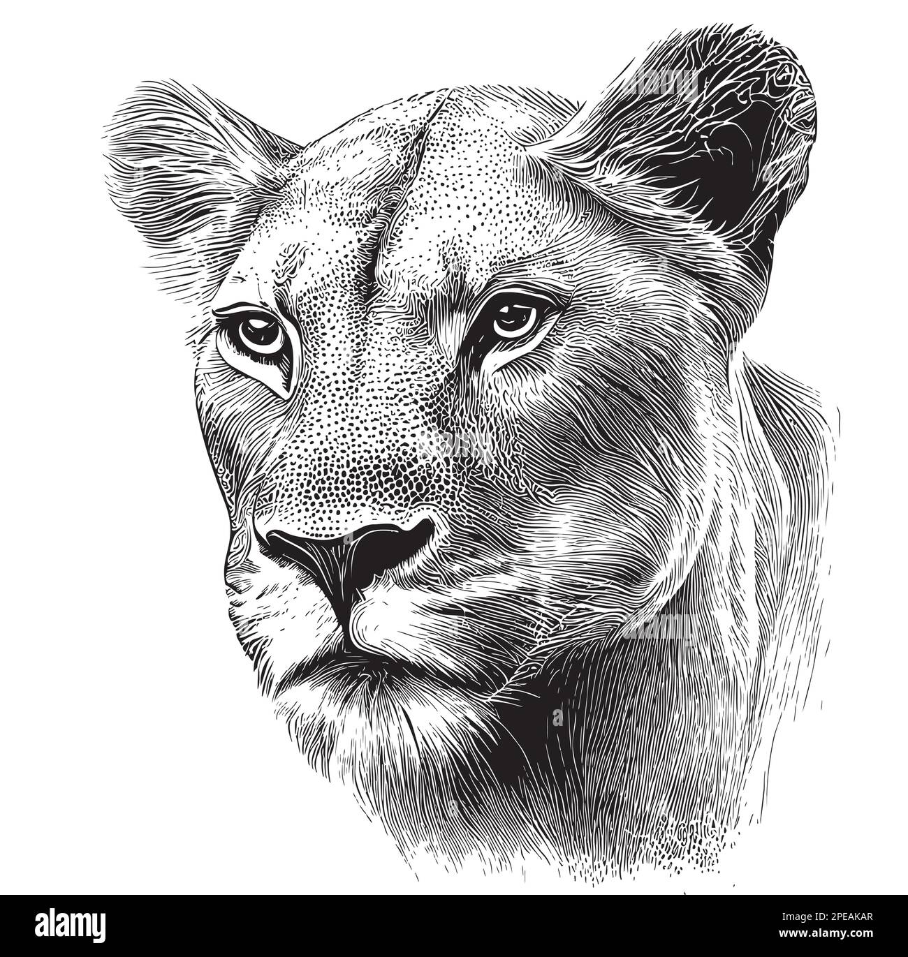 Ritratto senza leoni disegno disegnato a mano, animali selvatici Illustrazione Vettoriale