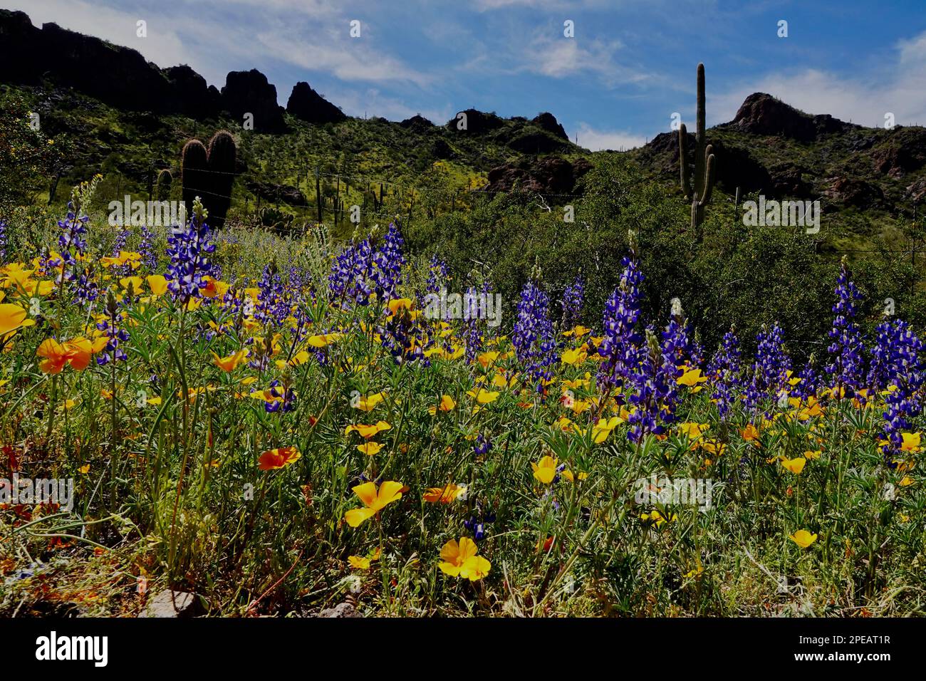 Fiori selvatici in fiore nel deserto al di fuori di Phoenix, Arizona. Foto Stock