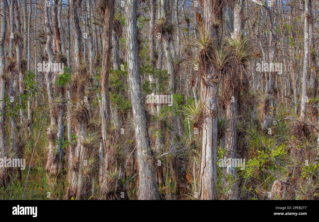 Piante d'aria che crescono su Bald Cypress; Big Cypress National Preserve, Florida. Foto Stock
