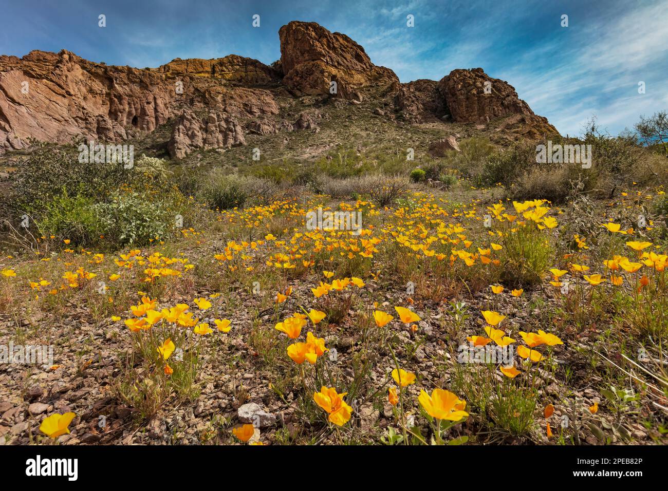 Papaveri messicani, Escholzia californica, Organ Pipe Cactus National Monument, Arizona Foto Stock