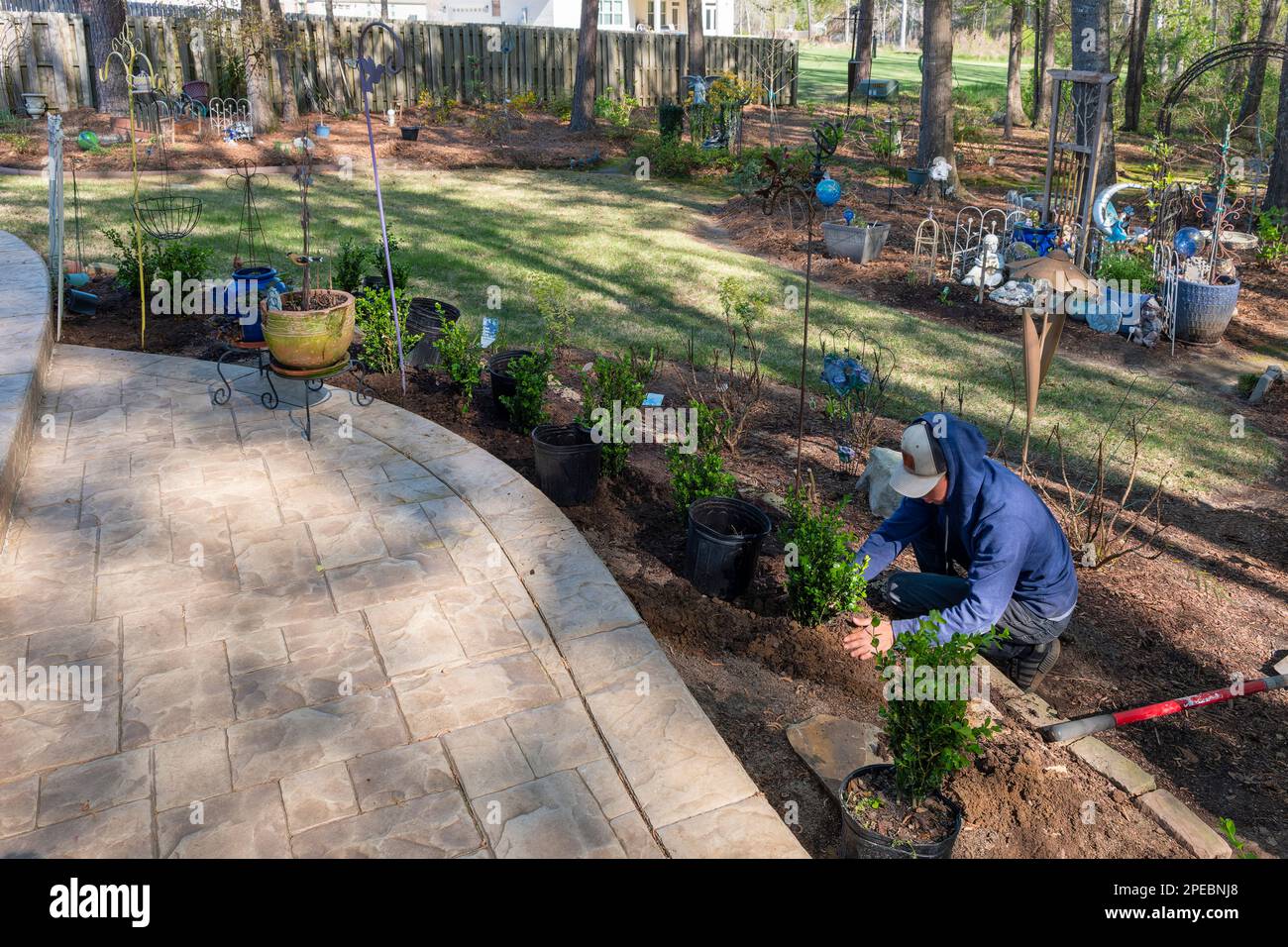 Giovane uomo o ragazzo ispanico che fa il lavoro di giardinaggio piantando cespugli in un cortile residenziale e giardino in Alabama, USA. Foto Stock