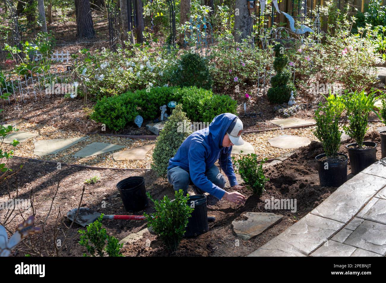 Giovane uomo o ragazzo ispanico che fa il lavoro di giardinaggio piantando cespugli in un cortile residenziale e giardino in Alabama, USA. Foto Stock