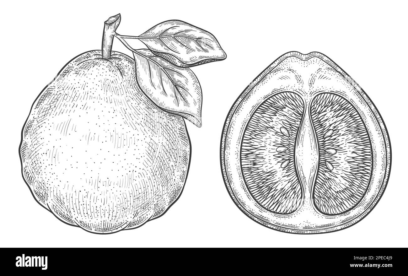 Pomelo pompelmo, mandarino agrumi succosa frutta botanica contorno schizzo. Pera di pommelo esotica, metà parte di limone. Vitamina buona. Incisione vintage. Vettore Illustrazione Vettoriale